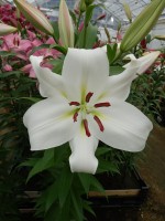 [4165 Zambesi Mak No02.JPG]